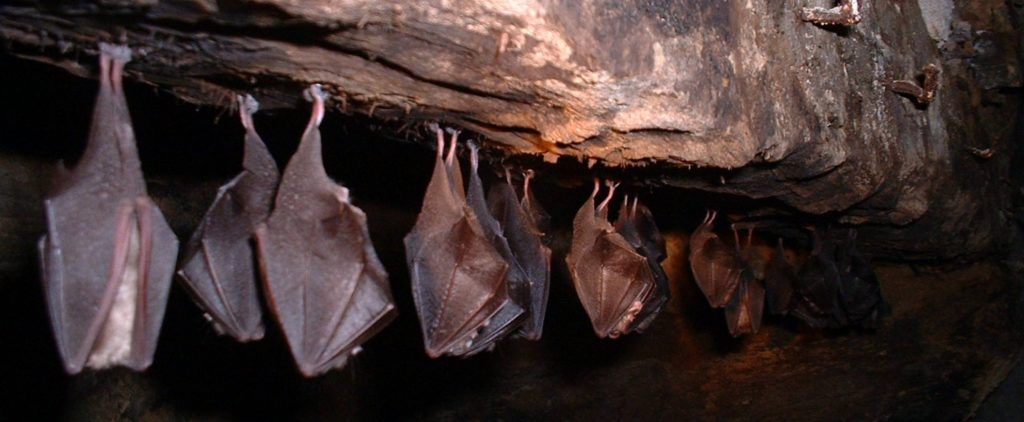 Investigan aportación del murciélago para obtener mezcal de calidad