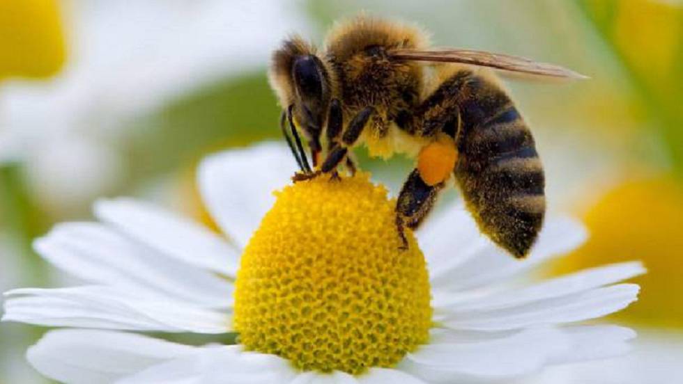 Aprueba Yucatán ley que protege a abejas y su medio ambiente