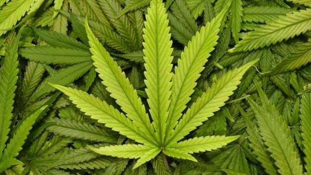 Inconstitucional prohibir el uso lúdico de la marihuana: SCJN