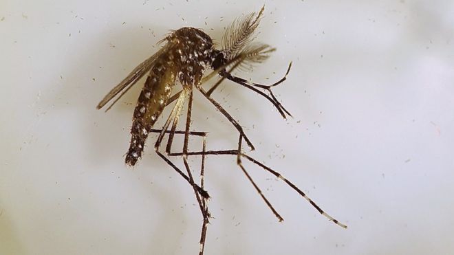 Recomienda SESA acudir a los centros de salud y no automedicarse en caso de dengue