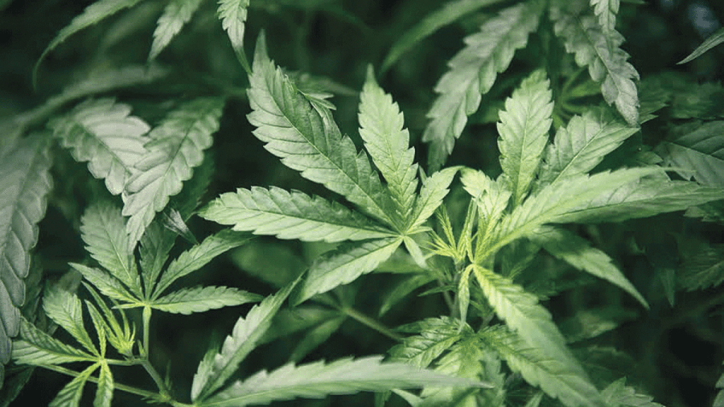 Evaluará AMLO efectos de legalización de marihuana