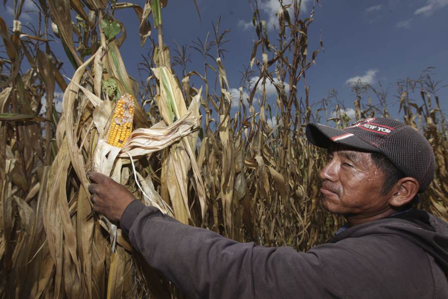 Agricultura de exportación presenta claroscuros a campesinos mexicanos