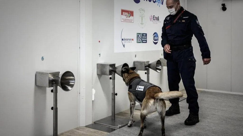Francia entrena perros para detectar COVID-19