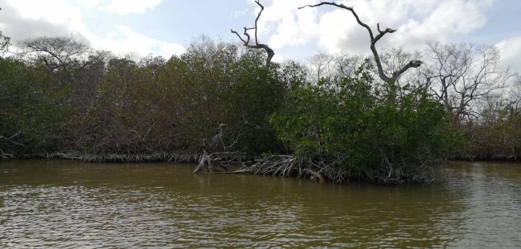 Incrementa el área de manglares en México