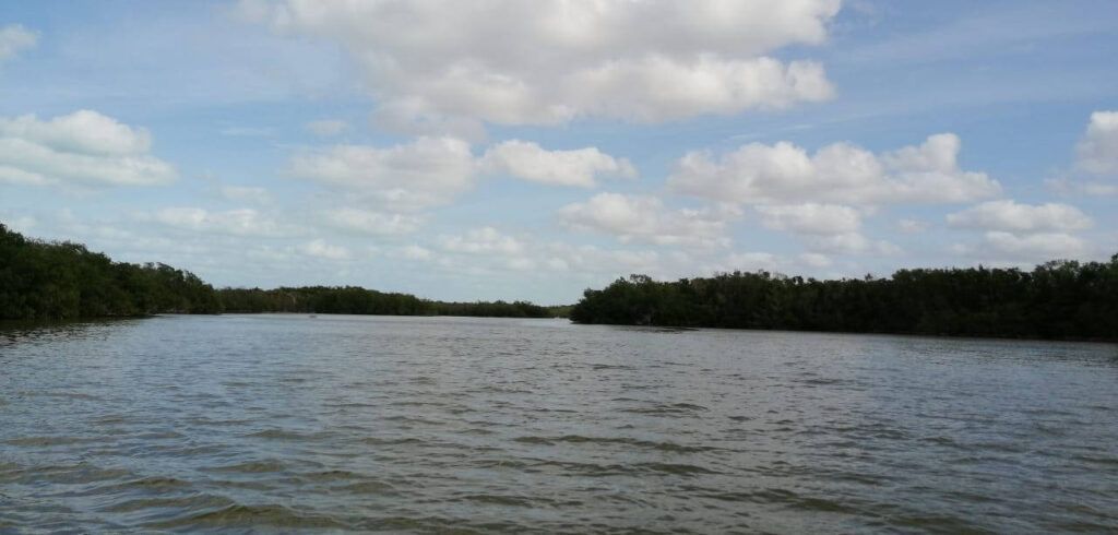 Incrementa el área de manglares en México