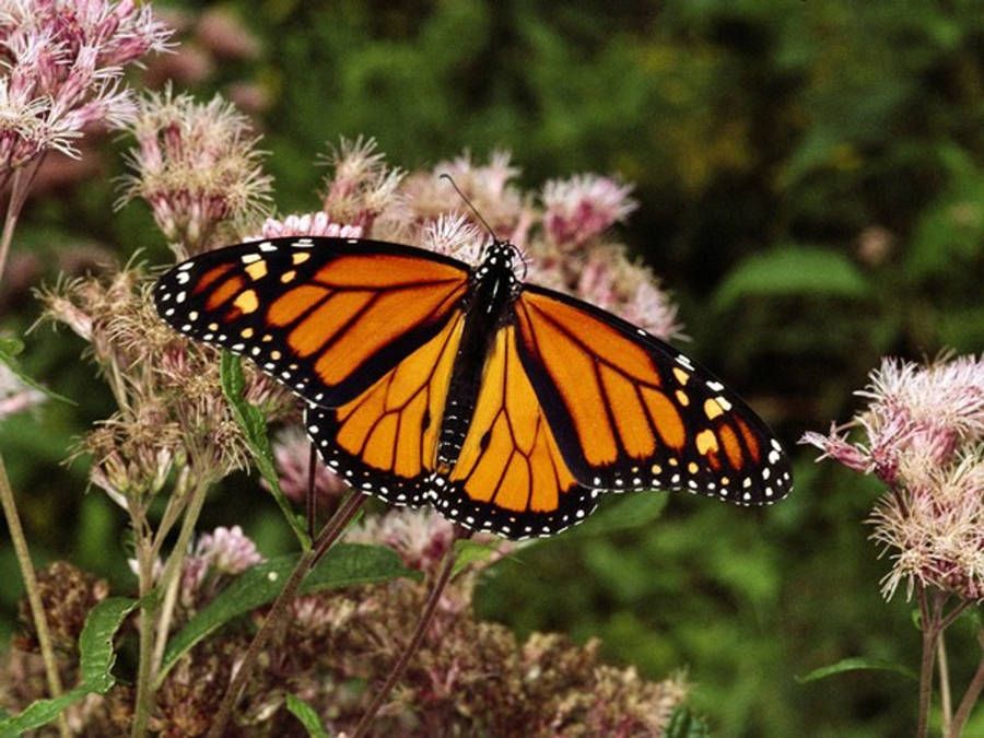 Disminuye 26 % hectáreas ocupadas por mariposa Monarca