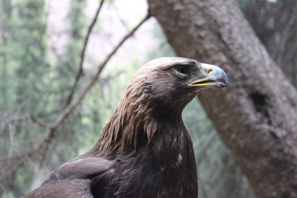 El águila Real, una especie amenazada