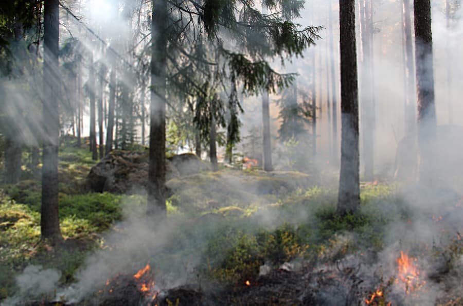 2021 podría ser un año con numerosos incendios forestales