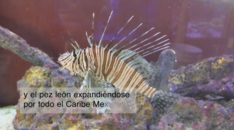 Alertan por peligros de especies invasoras en Quintana Roo