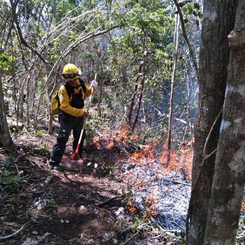 Hay 78 incendios forestales activos en México