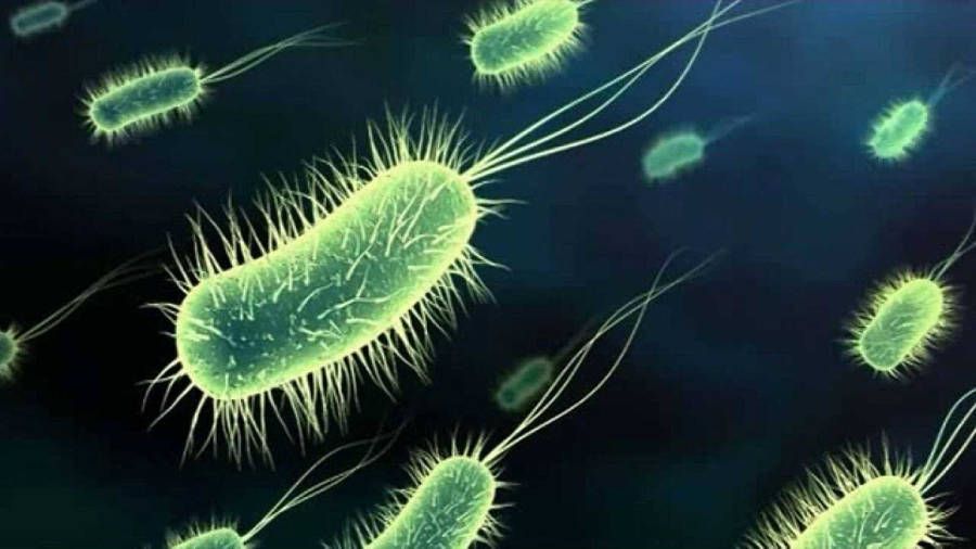 Por cambio climático bacterias evolucionan rápidamente
