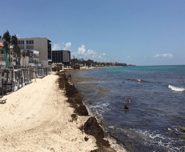 Continúan los trabajos de limpieza de sargazo y basura en playas de Solidaridad