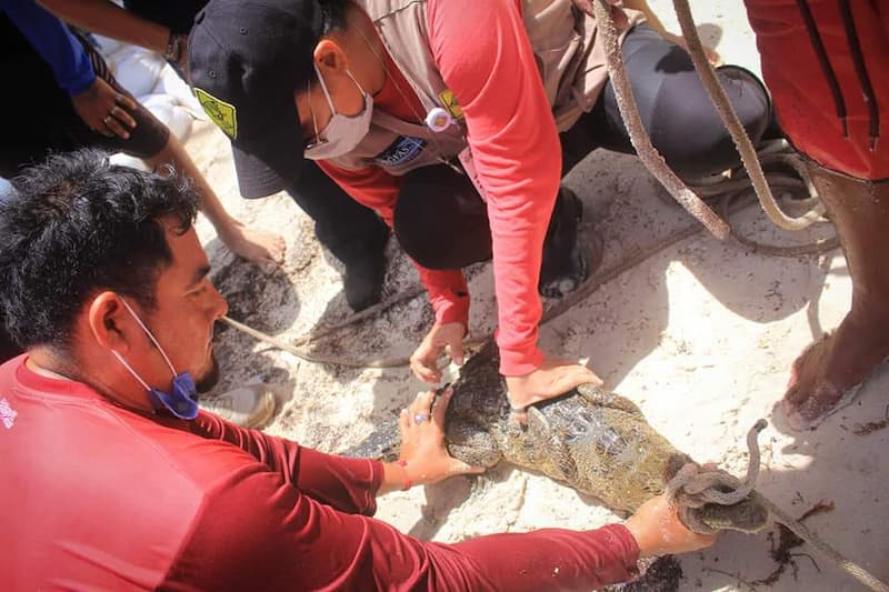 Rescatan a un cocodrylus moreletii en Playa el Recodo