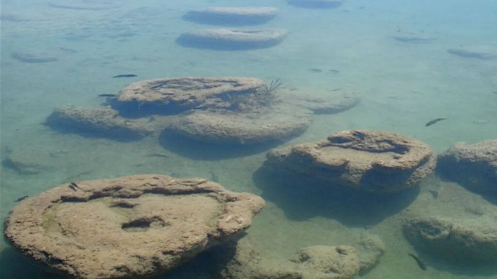 Los estromatolitos, primeros formadores de zonas arrecifales