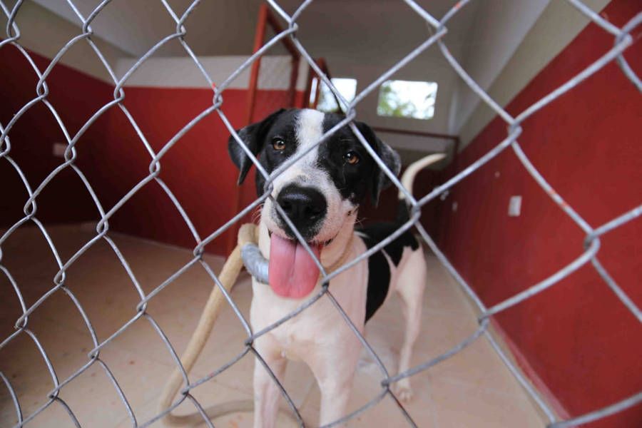 Gobierno de Solidaridad impulsa adopción canina a través del Centro de Bienestar Animal