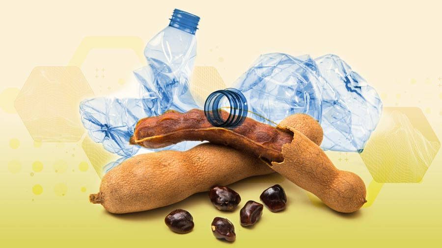 Desarrollan envases biodegradables a partir del tamarindo. Noticias en tiempo real