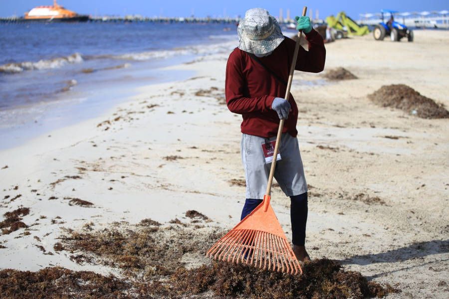 Gobierno de Solidaridad no da tregua al sargazo con limpieza permanente de playas