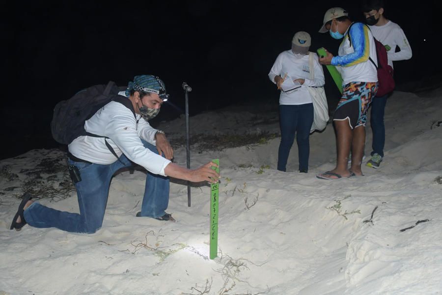 Incrementó 31% nidos de tortugas en Cozumel