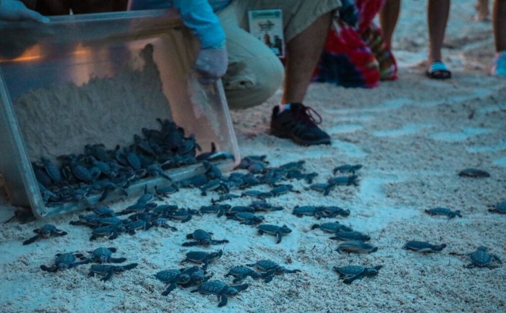 Protege más de 51 mil huevos de tortuga marina Gobierno de Solidaridad