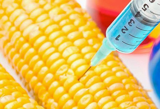 Gobierno de México debe contrademandar a EU por maíz transgénico