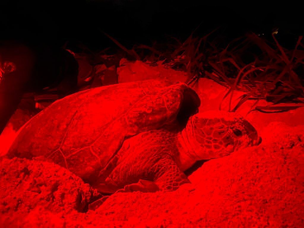 Gobierno de Solidaridad implementa acciones a favor del cuidado de la tortuga marina