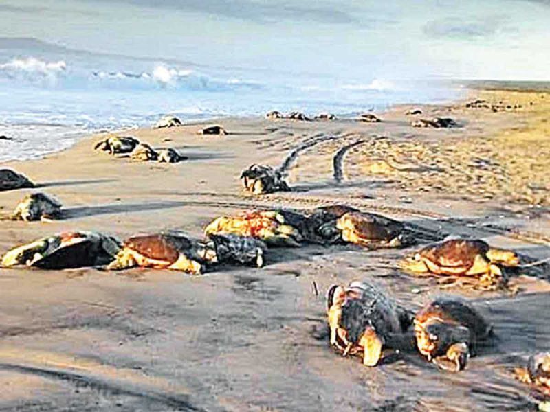 Cientos de tortugas son halladas muertas en Oaxaca