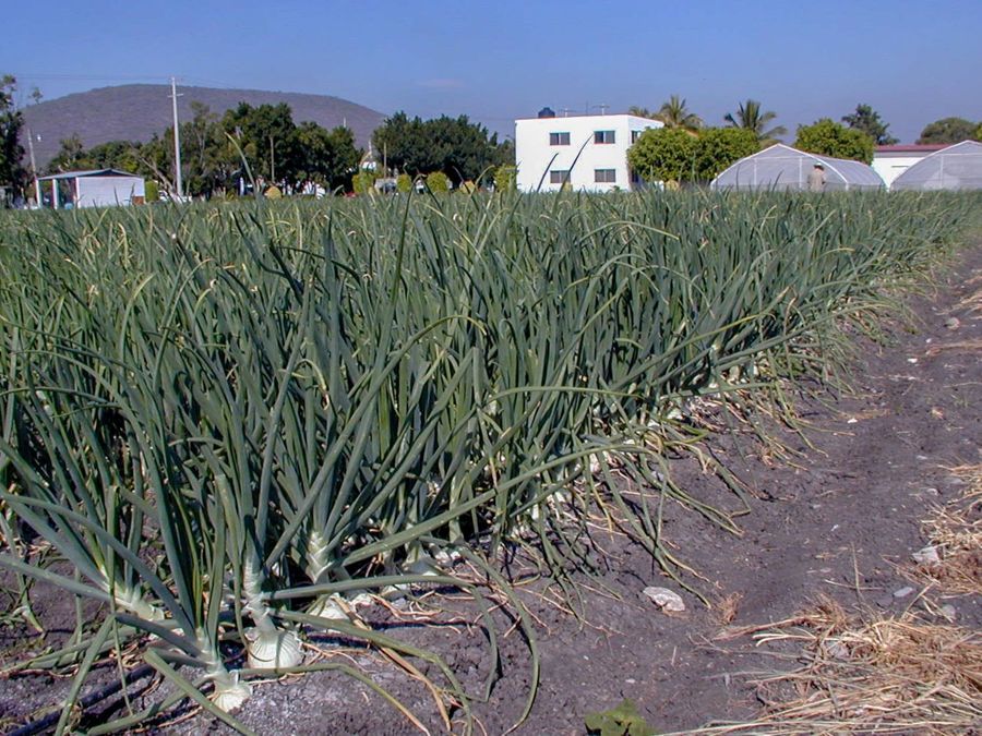 Aporta México una de cada 50 toneladas de cebolla que se consumen en el mundo