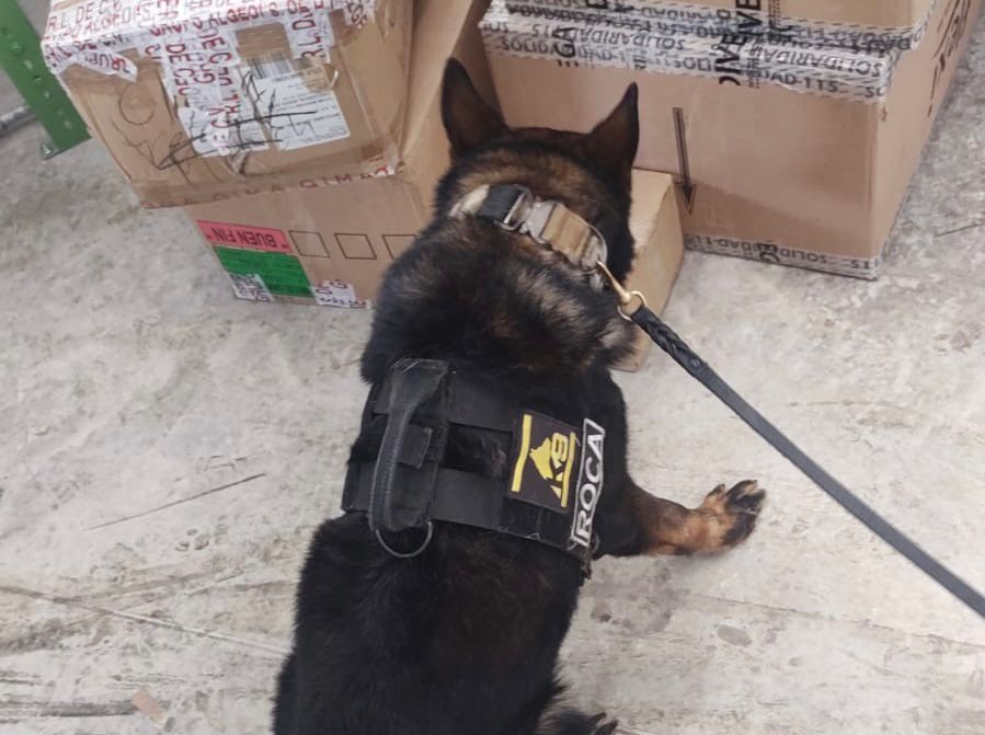 Continúan aseguramientos de droga por binomio canino en empresas de paquetería