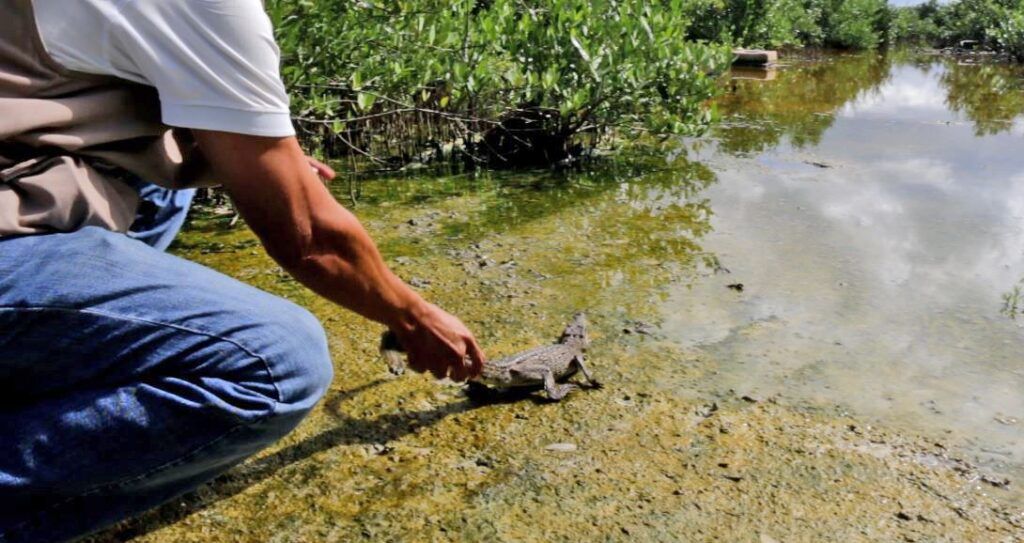 Rescatan y liberan a cocodrilo en Cozumel