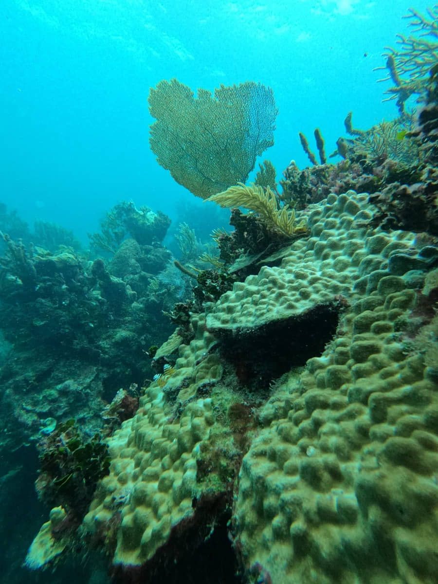 Participa IBANQROO en monitoreo de arrecifes de Mahahual y Parque Nacional de Xcalak