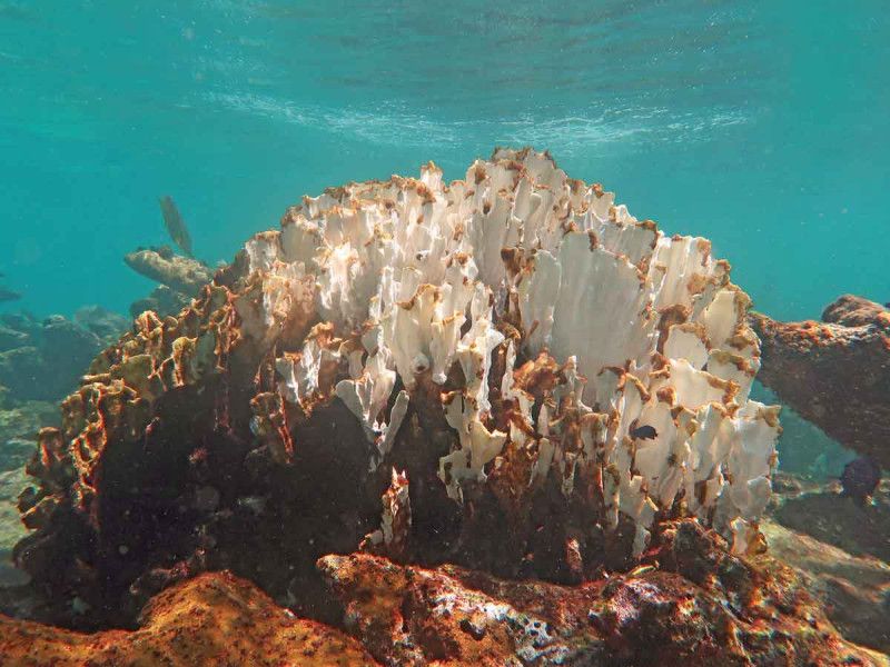 Arrecifes de coral en riesgo por calentamiento global