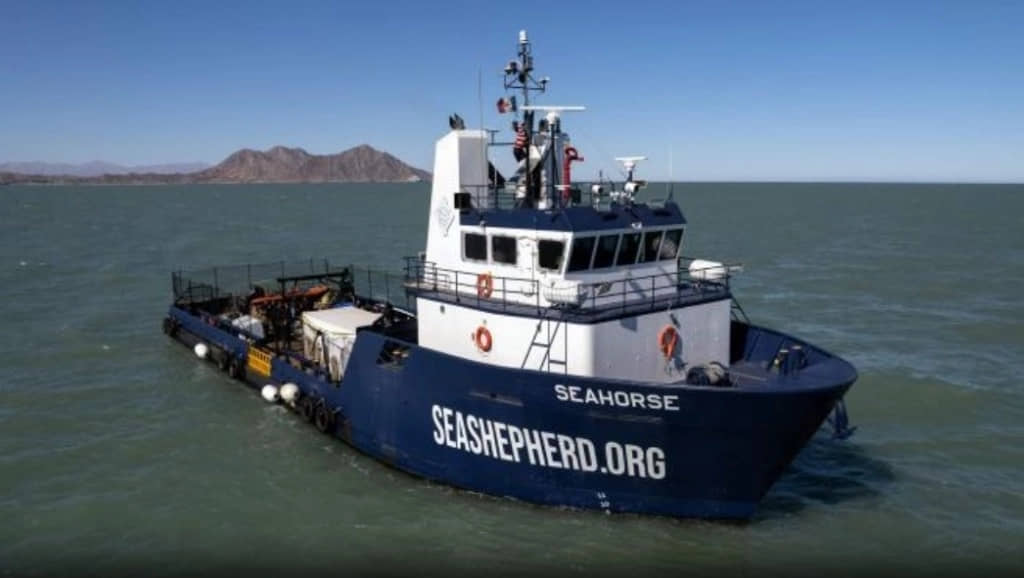 Semar y Sea Shepherd amplían territorio de protección de vaquita marina