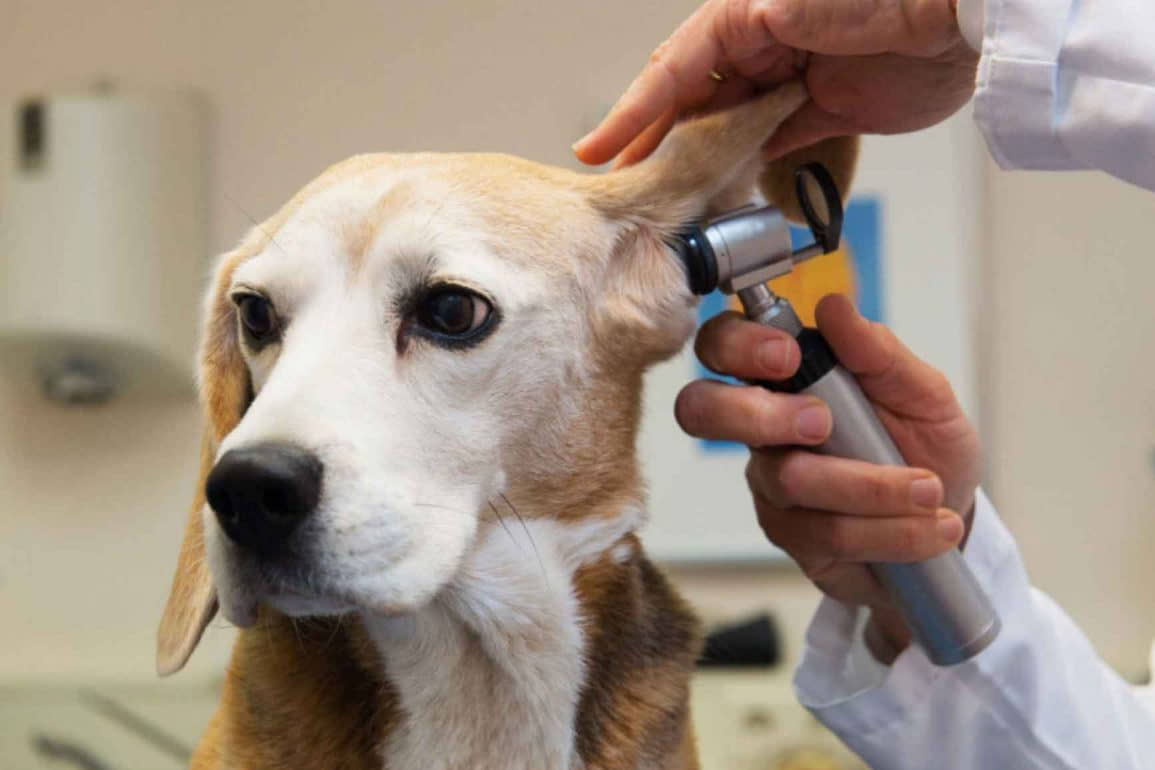 Respalda Senado reforma para establecer clínicas veterinarias públicas