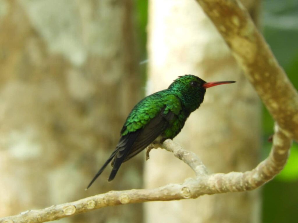 Invitan a monitoreo de nidos de colibrí