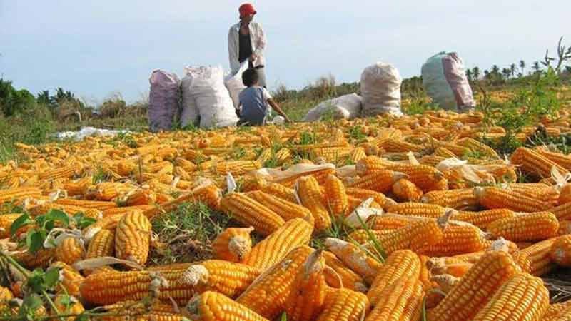 Ventas recientes de EU a México fueron de 263 mil toneladas de maíz